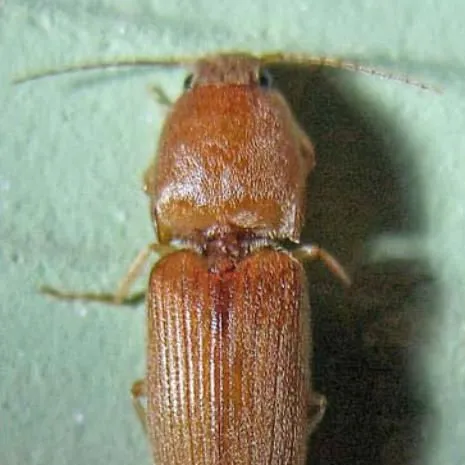 thumbnail for publication: A Wireworm Conoderus scissus Schaeffer (Insecta: Coleoptera: Elateridae)
